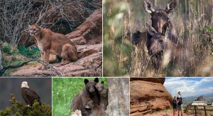 Trip to The Treasure of American Wildlife – Colorado