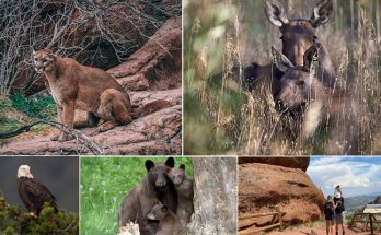 Trip to The Treasure of American Wildlife – Colorado